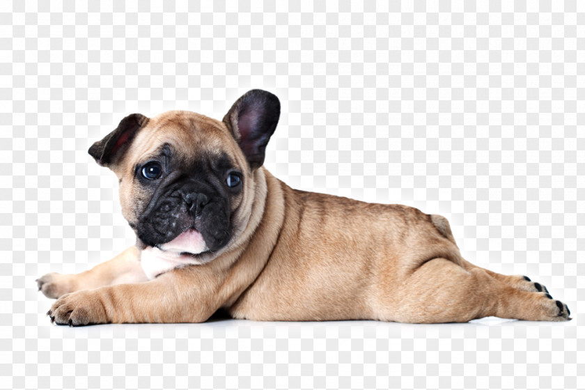 Puppy French Bulldog Dog Breed Stock Photography PNG
