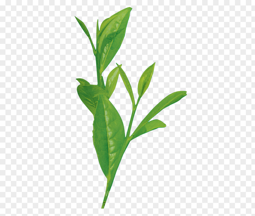 Tea Leaf Plant Stem Branch Species PNG