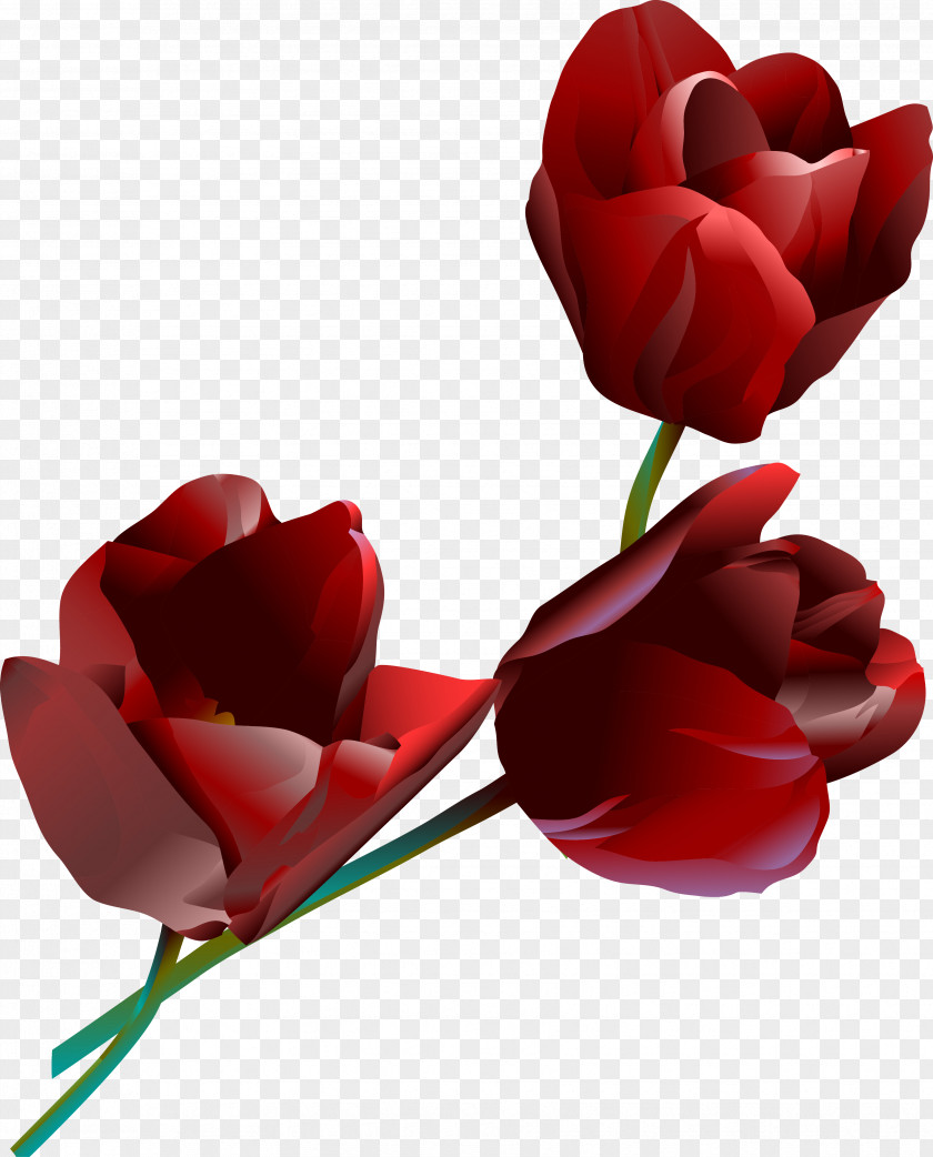 Tender And Beautiful Garden Roses PNG
