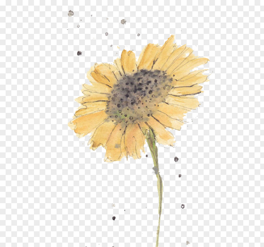 Yellow Sunflower Watercolor: Flowers Watercolors For Beginners Watercolor Painting Tattoo PNG