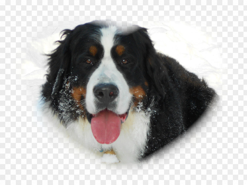 Bernese Mountain Dog Greater Swiss Breed Companion PNG