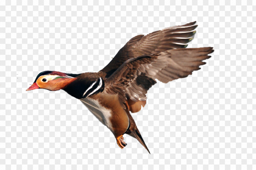 Duck Wings Mallard Mandarin Bird PNG