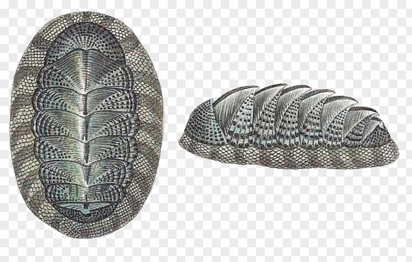 Hairy Man Chitons Snakeskin Chiton Magnificus Voyage De La Corvette L'Astrolabe Oval PNG