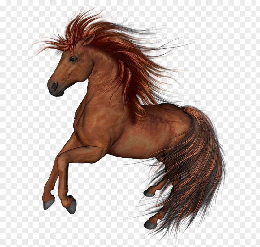 Mustang Arabian Horse Thoroughbred Clip Art PNG