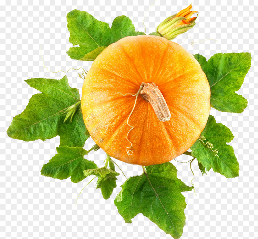 Pumpkin Pie Food Vegetable PNG