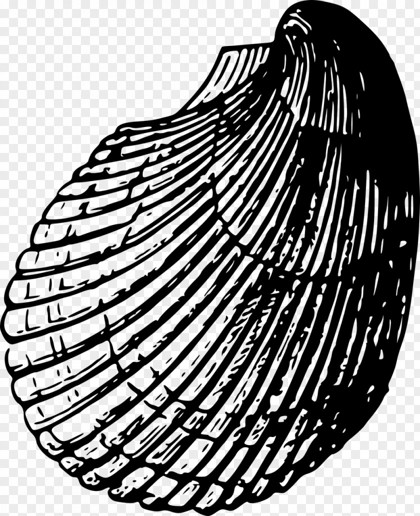 Beach Material Seashell Cockle Clip Art PNG