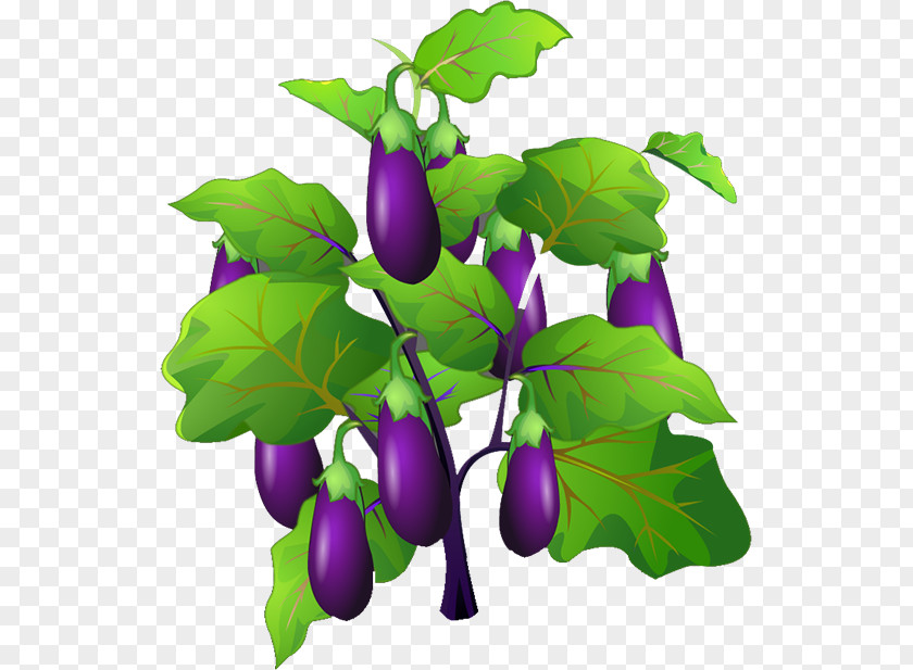 Eggplant Jam Fruit Vegetable PNG