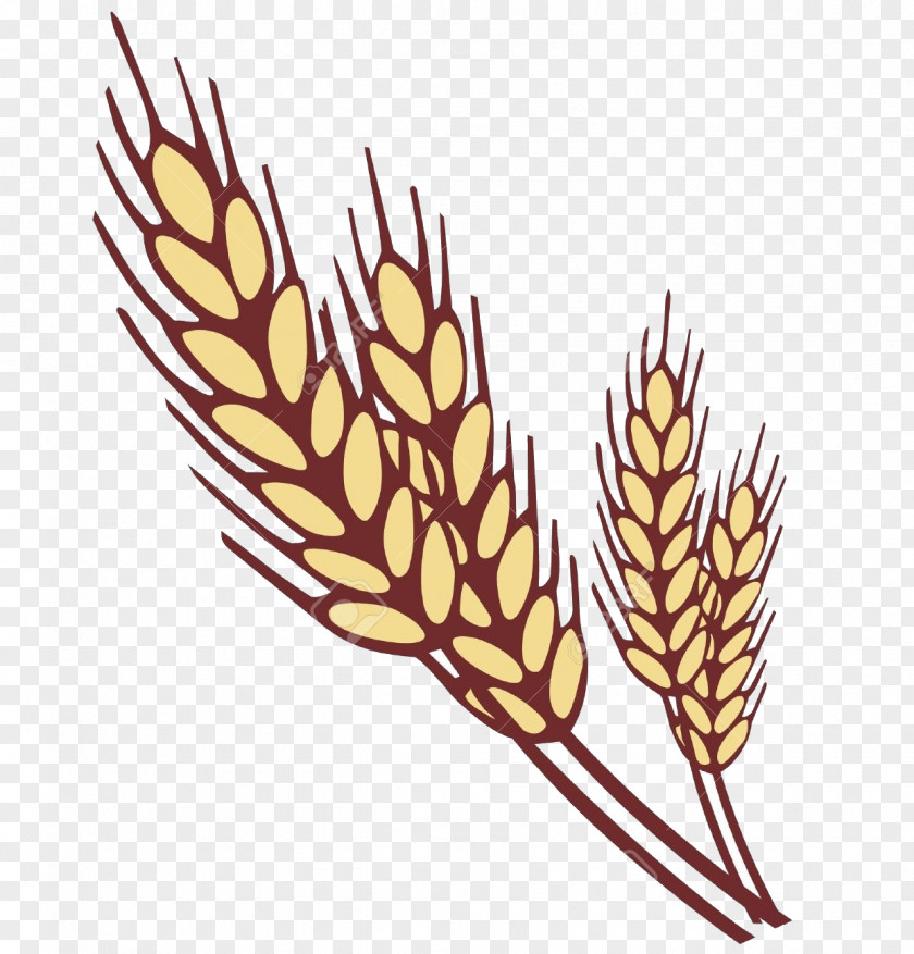 Food Grain Wheat PNG