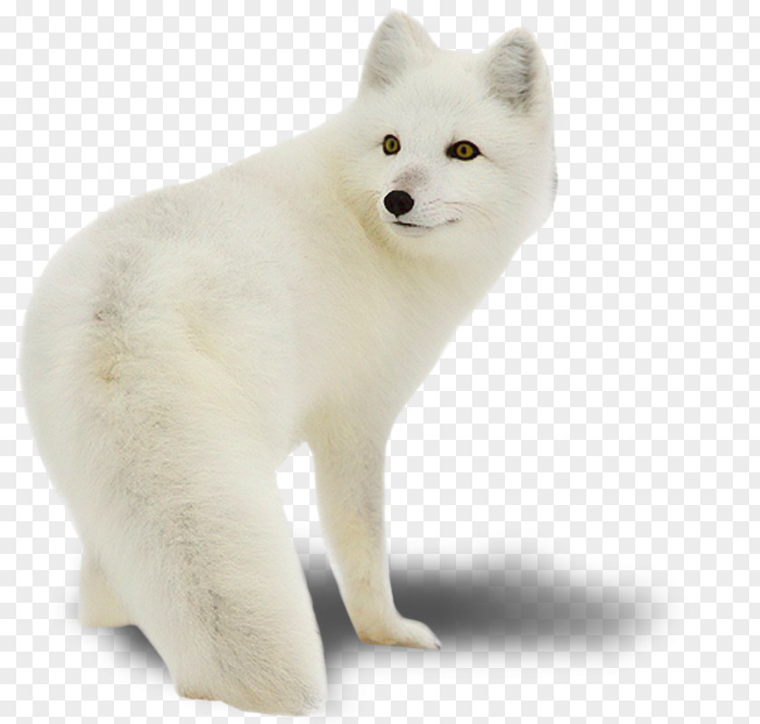 Hand-painted White Wolf Arctic Fox Download Clip Art PNG