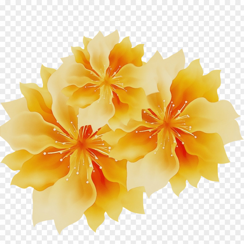 Hibiscus Mallows Floristry Cut Flowers Petal PNG
