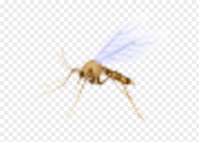 Mosquito Insect Pollinator Membrane PNG