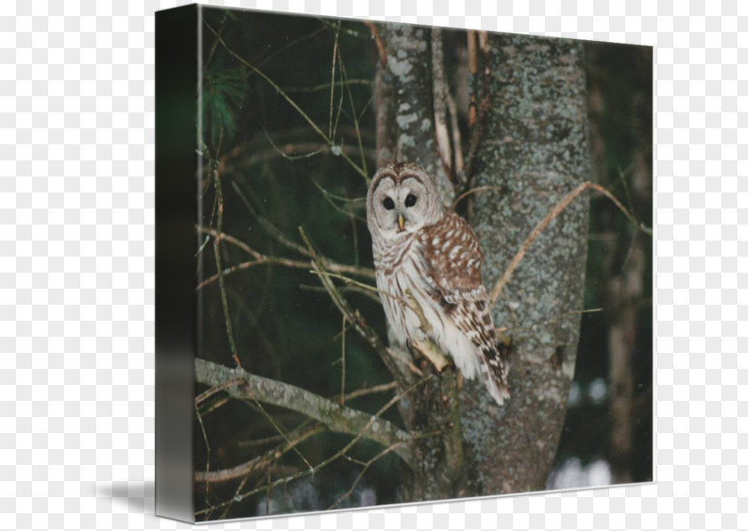 Barred Owl Gallery Wrap Hawk Canvas PNG
