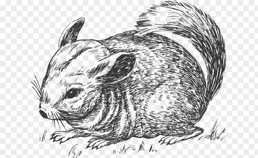 Biological Rosemary Grass Chinchilla Clip Art PNG