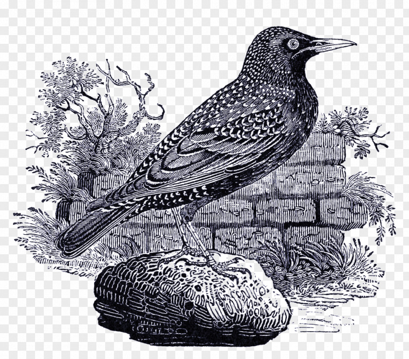 Bird A History Of British Birds American Sparrows Birds: Volume 1, Containing The And Description Land Common Starling PNG