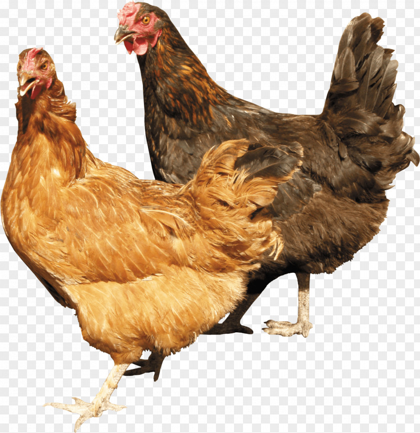 Chicken Image Cattle Sheep Goat Domestic Pig Livestock PNG