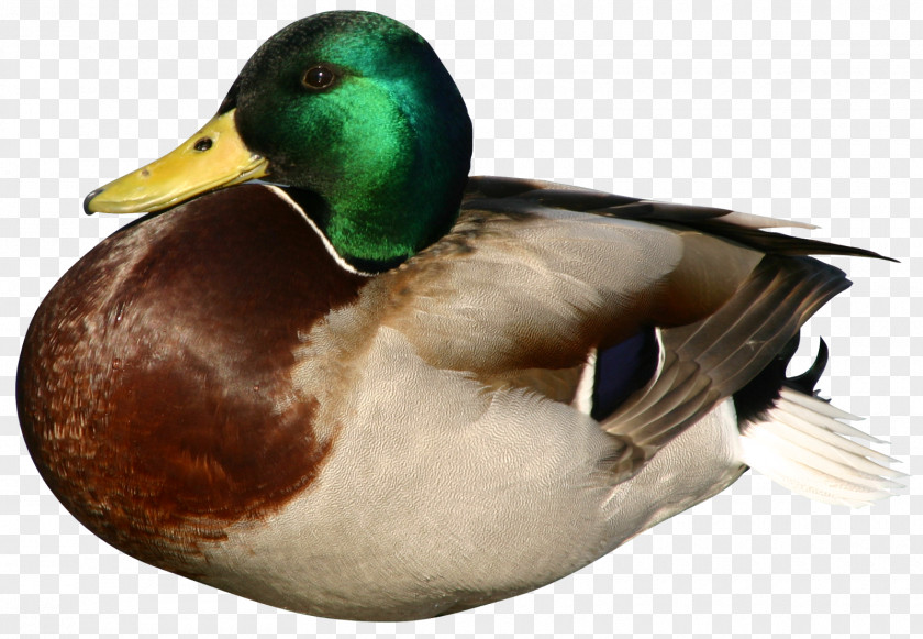 Duck Daisy Daffy Goose Mallard PNG