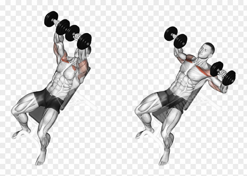 Dumbbell Bench Press Exercise Weight Training PNG