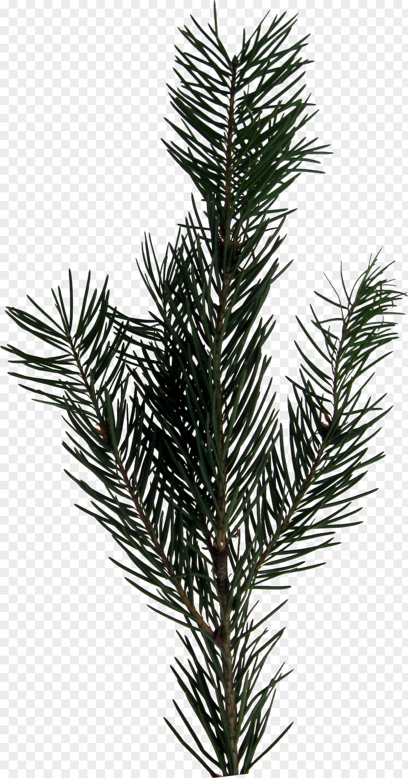 Evergreen Fir PNG