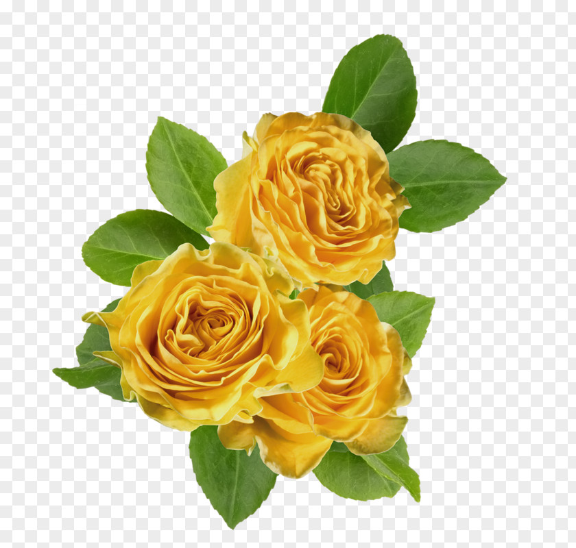 Flower Garden Roses Cabbage Rose Floribunda Yellow Clip Art PNG