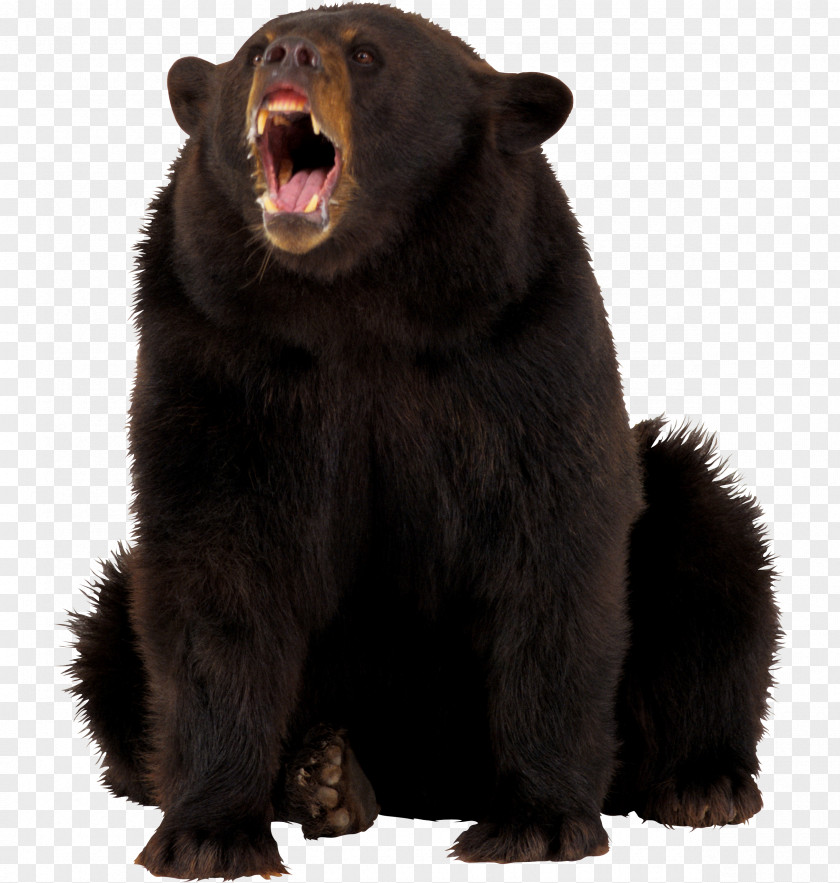 Grizzly Bear Material American Black Clip Art PNG