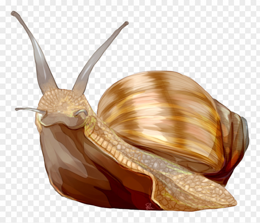 Snail Gastropods Schnecken Sea Slug PNG