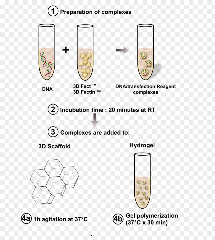 Vero Cell Pinocytosis Endocytosis Material PNG