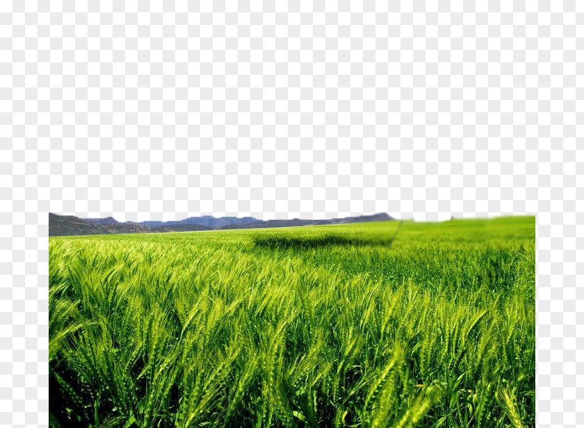 Wind Shakes The Barley Lawn Sky Tree Blue Landscape PNG