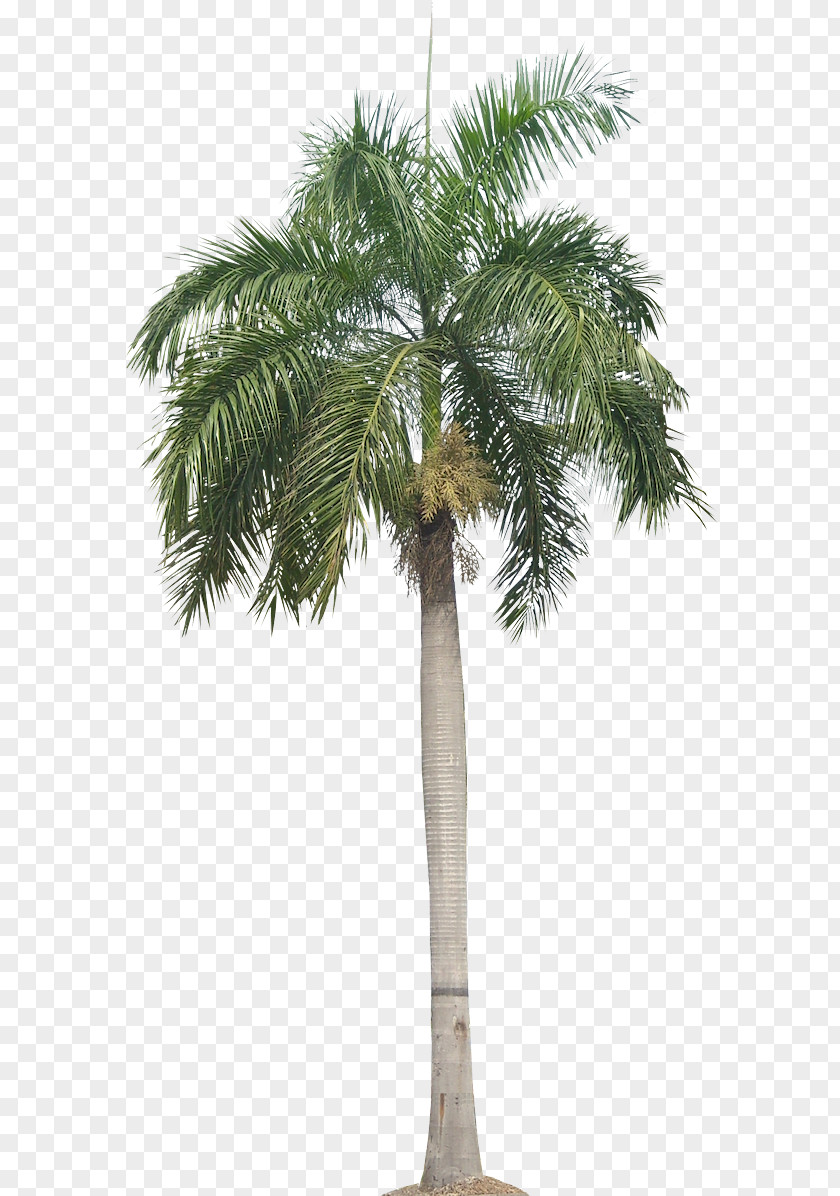 Borassus Flabellifer Elaeis Palm Tree PNG