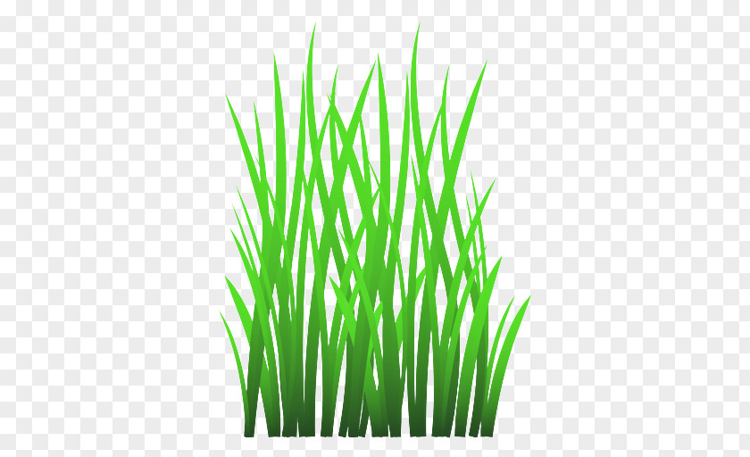 Lawn Garlic Chives Grass Green Plant Family Wheatgrass PNG