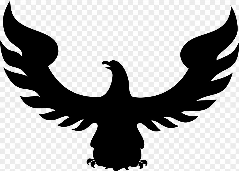 Bird Eagle Hawk Falcon Clip Art PNG