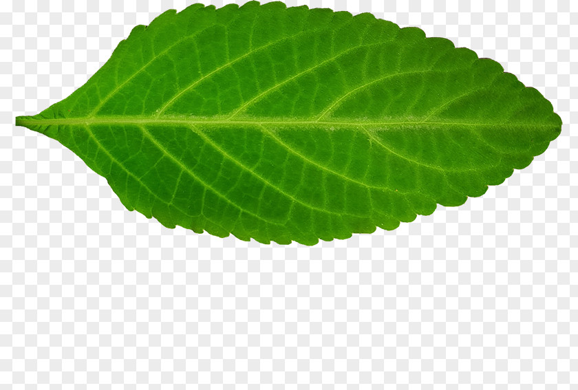 Copynumber Variation Perilla Leaf PNG
