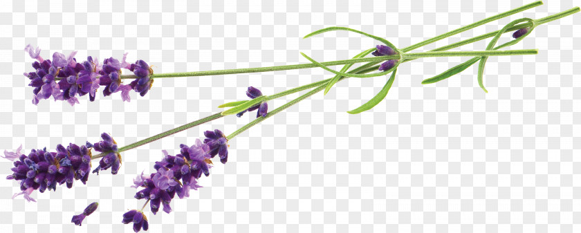 Lavender Flower Stock Photography Desktop Wallpaper Plant PNG