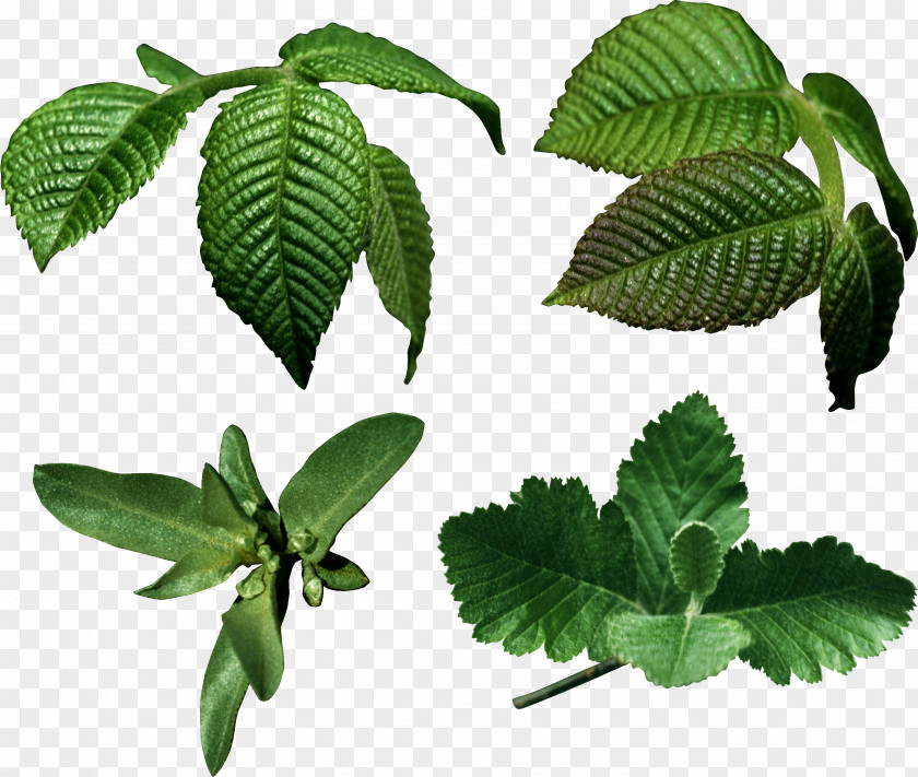 Leaf Nature Tree PNG