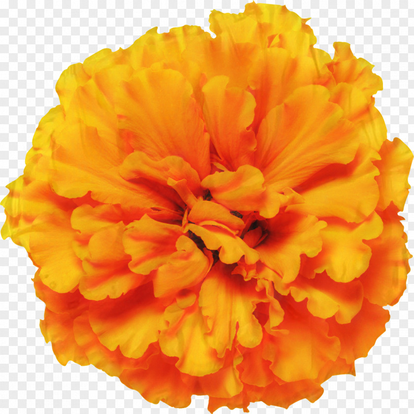 Mexican Marigold Glebionis Segetum Pot Flower Annual Plant PNG