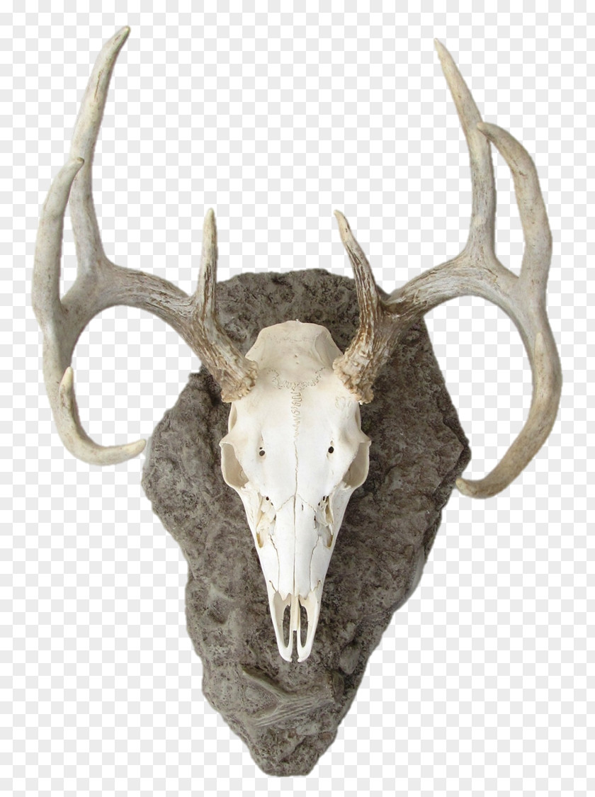 Deer Elk White-tailed Antler Reindeer PNG