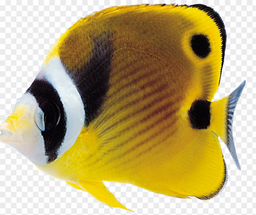 Flare Lens Ornamental Fish Clip Art PNG