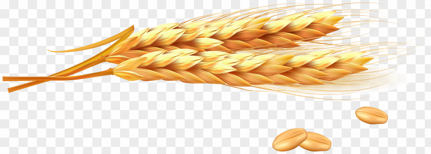 Golden Wheat Vector Ear Photography Illustration PNG
