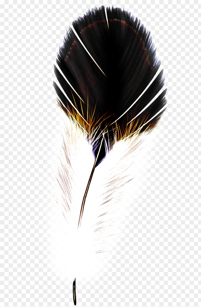 Natural Material Black Hair Feather PNG
