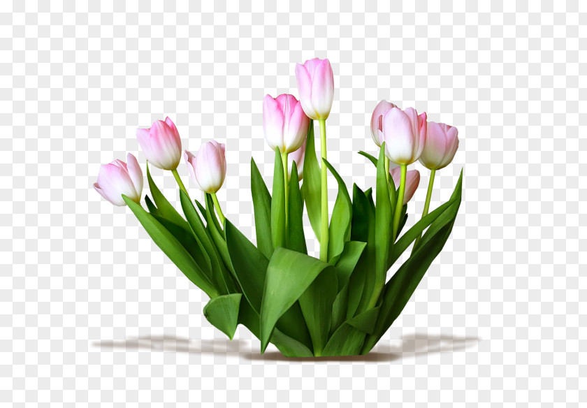 Tulip Cut Flowers PNG