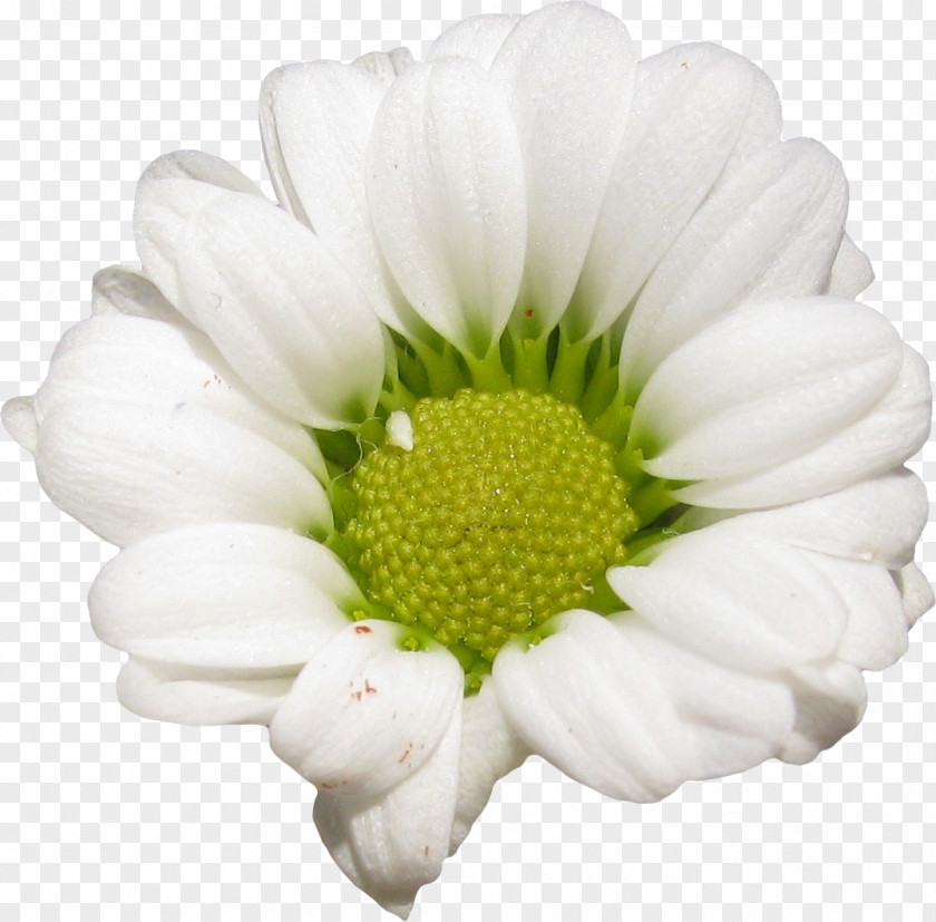 White Flower Petal LiveInternet Daisy Family Diary PNG