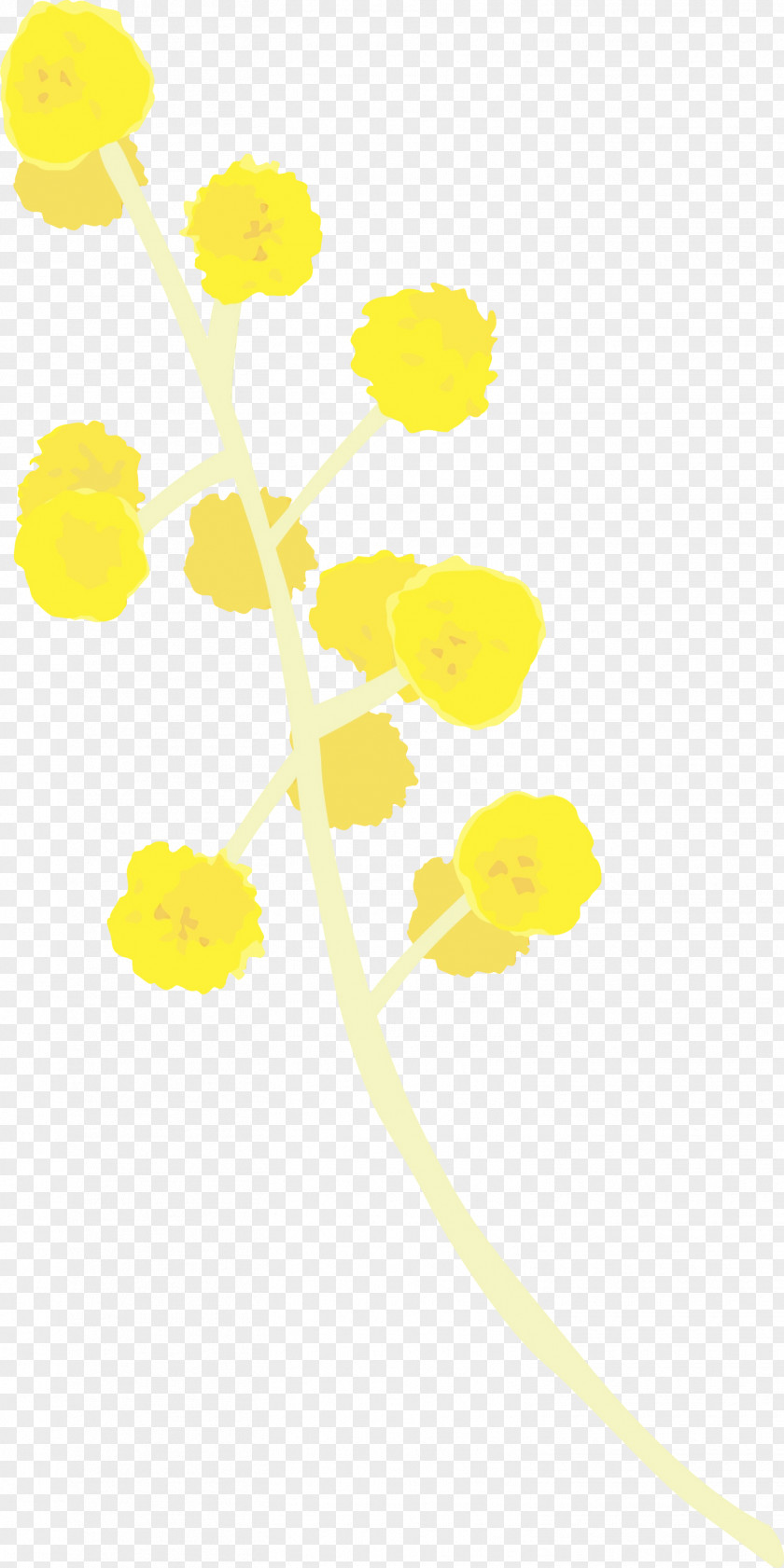 Yellow Line Plant Flower PNG