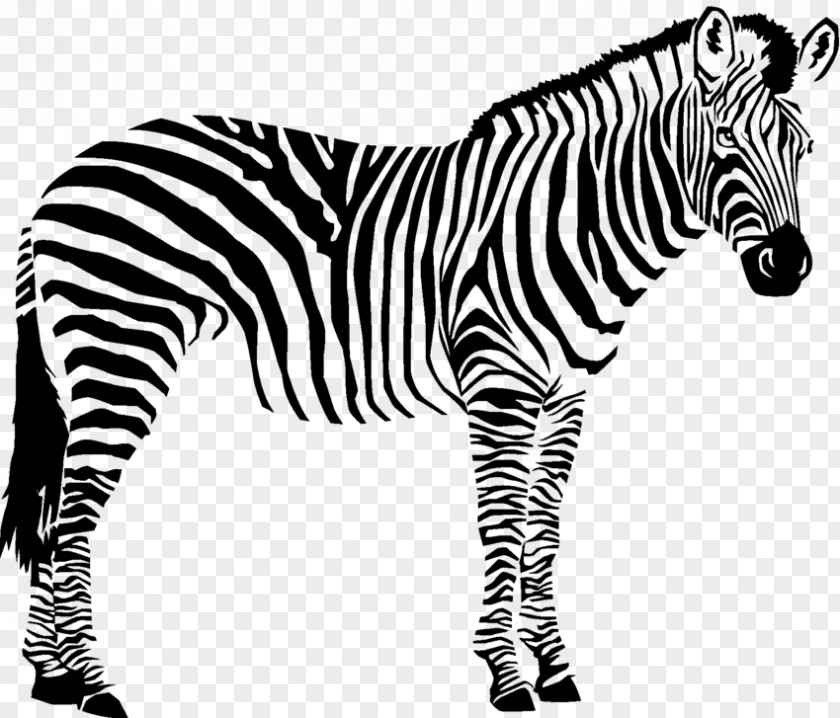 Zebra Quagga Animals Black And White Wildlife PNG