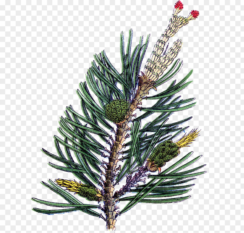 Christmas Spruce Fir Ornament Art PNG