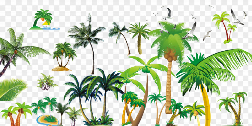 Coconut Tree Arecaceae Plant Flowerpot Zazzle PNG