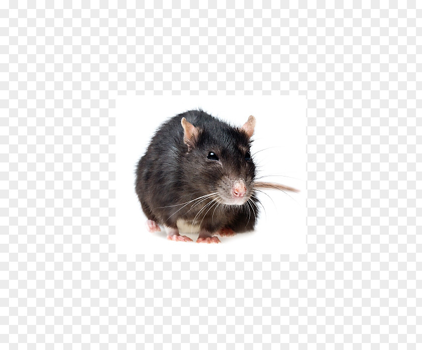 Mouse Rodent Black Rat Gerbil Pest Control PNG