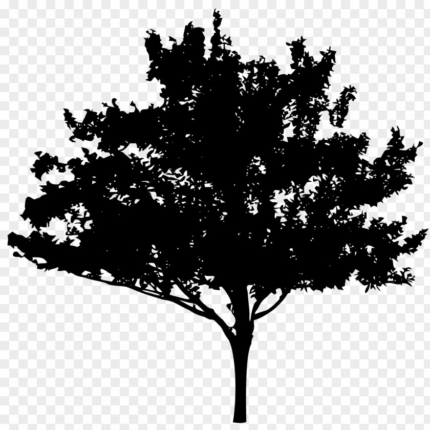 Quercus Robur Silhouette Royalty-free PNG