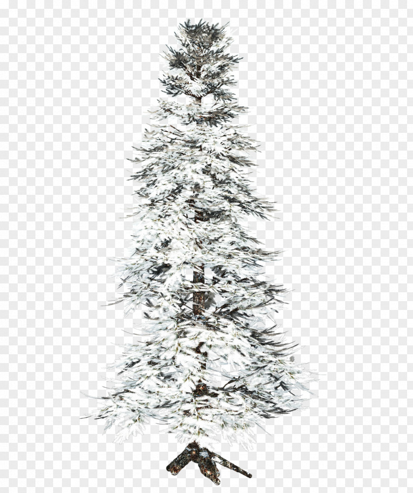 Vegetation Tree Spruce Clip Art PNG