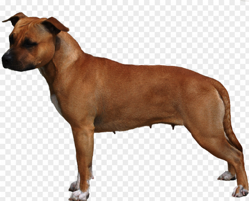 American Staffordshire Terrier Dog Breed Bull Pit PNG
