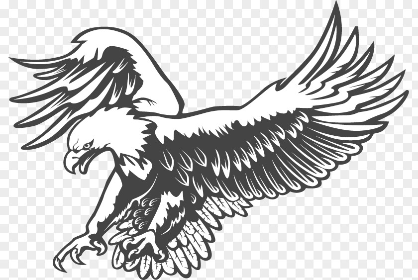 Eagle Bald Clip Art Black And White Vector Graphics PNG