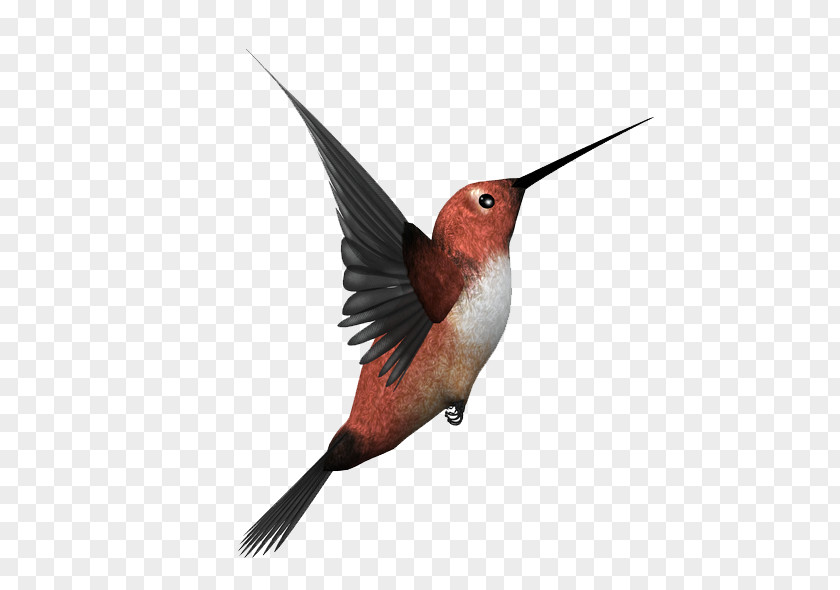 Bird Hummingbird Image Kingfisher PNG